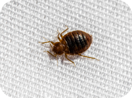 Bug Insect Identification List NPMA s Bug Identifier