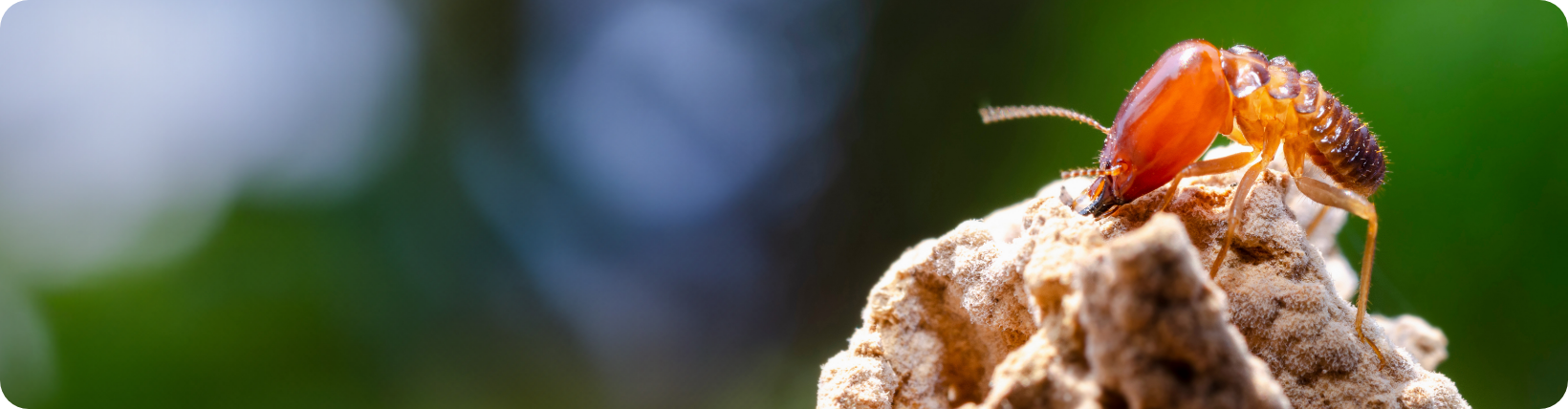 Termites
