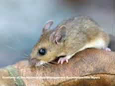 Deer Mice – Deer Mouse Control