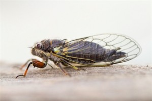 Cicada by Mary Faber