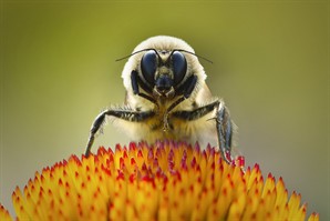 Bumble Bee by Steve Pidan