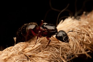 Carpenter Ant by t.alley