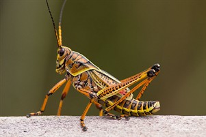 Grasshopper by modgilla