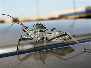 Wheelbug by Bug Zero