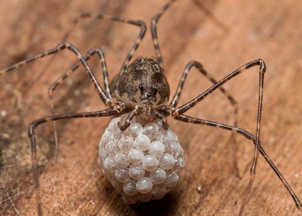 Spitting Spider