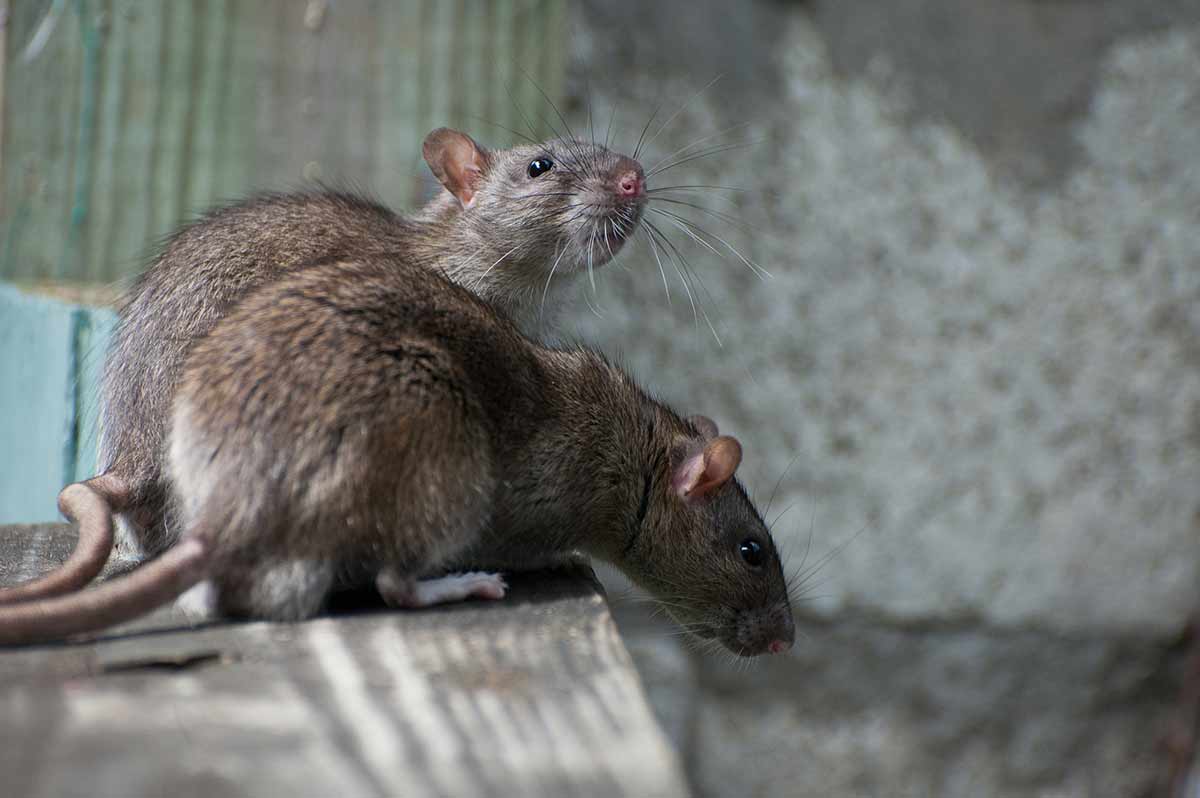 What is a roof rat deals