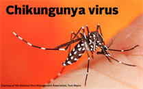 Mosquito Control Chikungunya