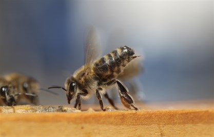 How do I Properly Take Out the Stinger from a Bee? Bee Stinger
