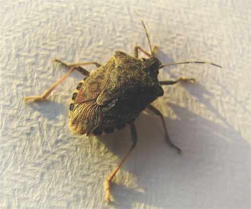 How We Got Rid of Stink Bugs  Easy DIY Brown Marmorated Stink Bug Trap 