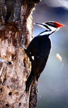 /media/35985/get-rid-of-woodpeckers.