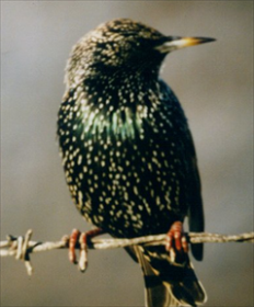 /media/35992/get-rid-of-starlings.