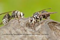 /media/35873/bald-face-hornet-npma.