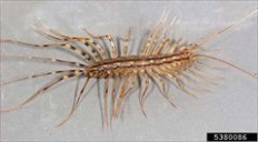/media/35922/house-centipedes-1.