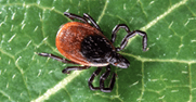 deer-tick.png