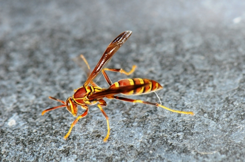 Scorpions in the Southwest United States - PestWorld