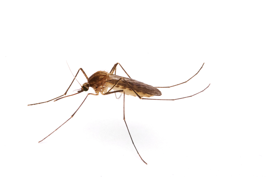 /media/545460/small-mosquito.