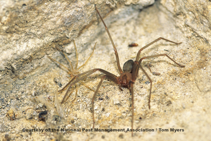 Brown Recluse Spider