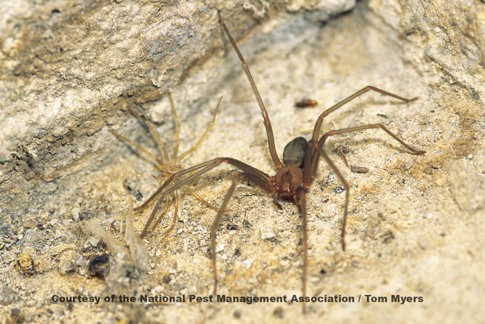 Nodules on the Thigh after Brown Recluse Spider Venom Bite: A Quiz, HTML