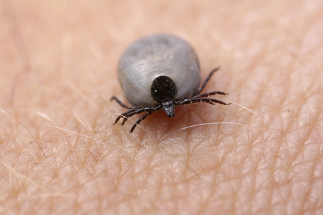 Medium Tick on Skin