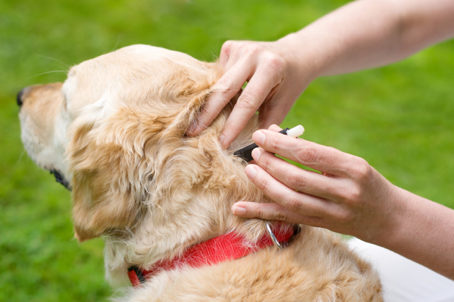 Zoonotic Diseases