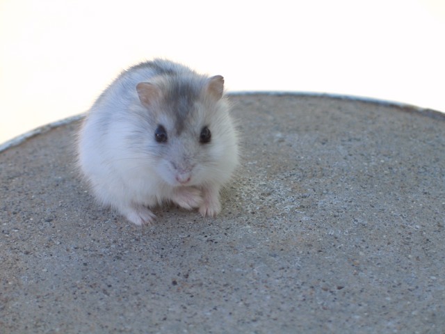 Pet Hamster