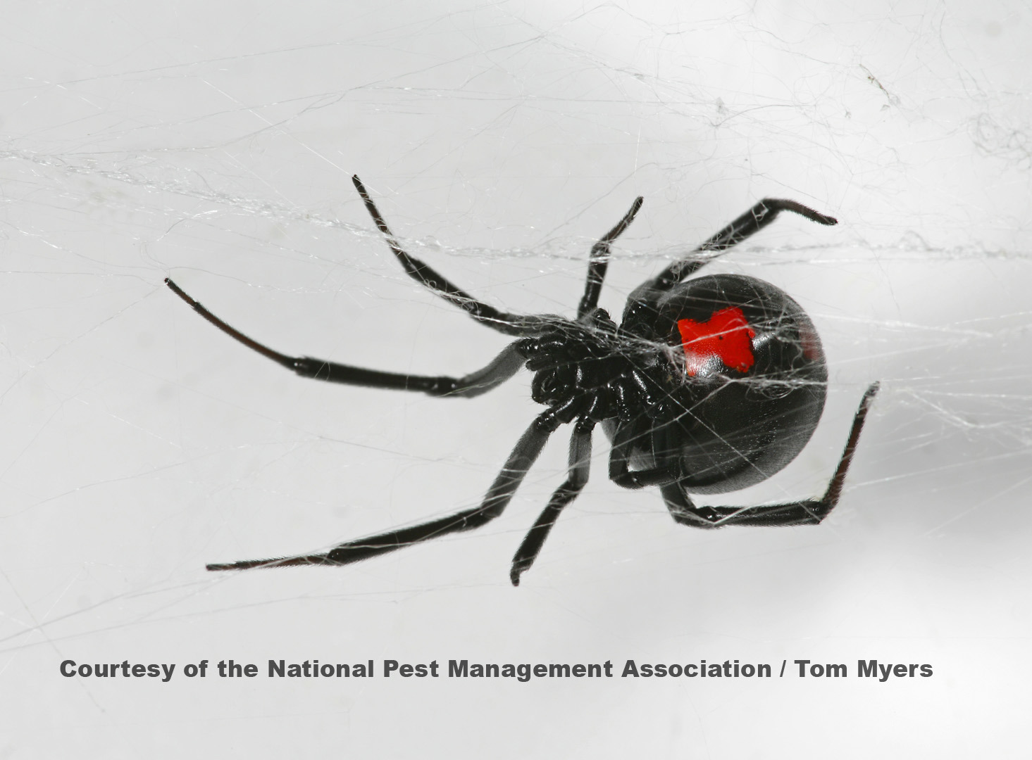 /media/457265/black_widow_spider__xv2n6047. (2)
