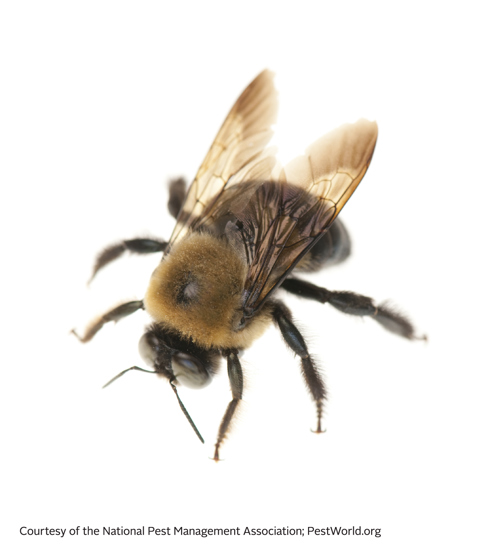 Carpenter Bee - Stinging Insects 101