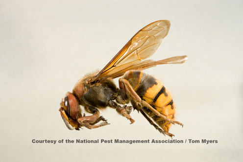 European Hornet - Stinging Insects 101