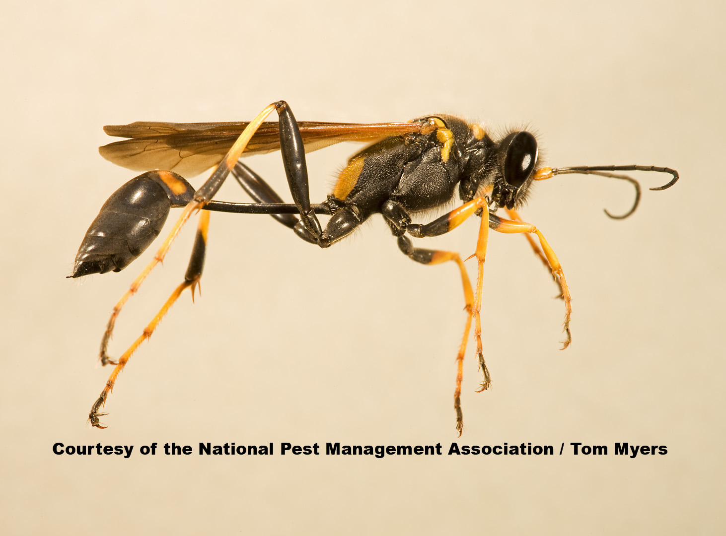 Paper Wasp Identification Chart