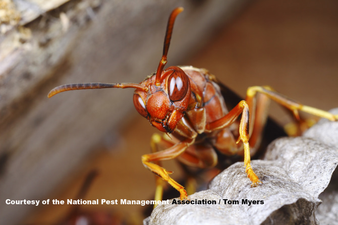 Paper Wasp - Stinging Insects 101