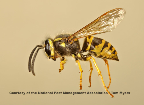 Yellowjacket - Stinging Insects 101