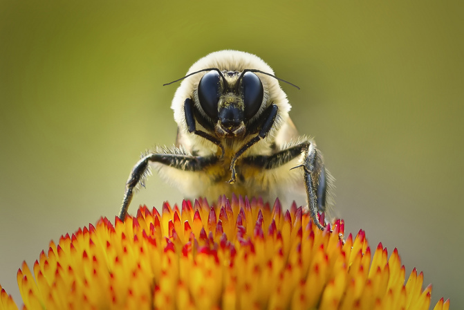 Bumble Bee by Steve Pidan