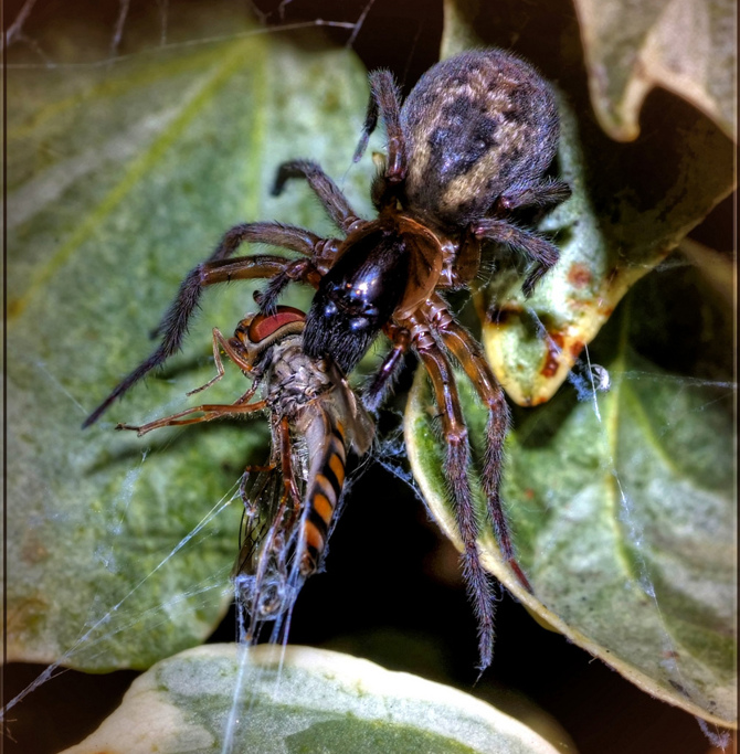 Hover Fly & Spider by SHAUN>D