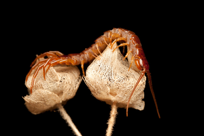 Brown Centipede