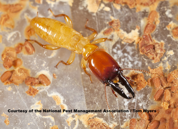 Dampwood termite