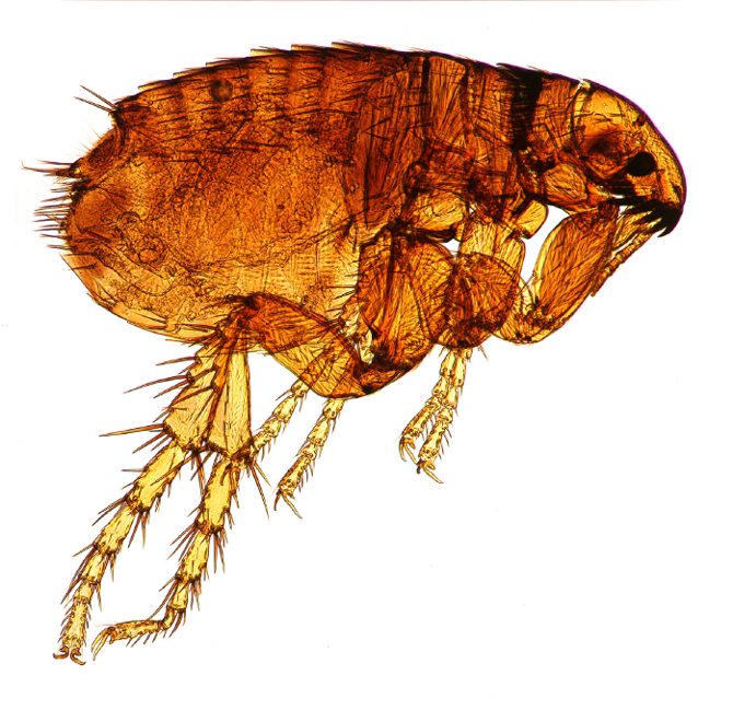 Microscopic Flea