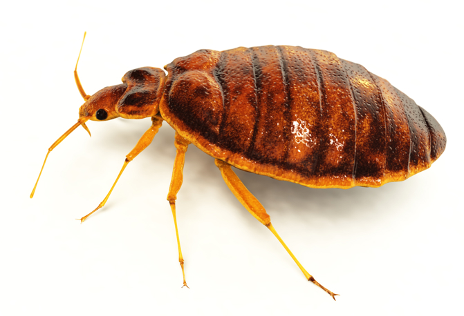 What Just Bit Me bedbug-size