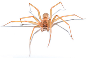 Spider.jpg