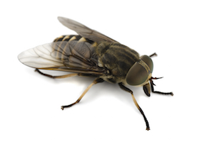 Fly.jpg