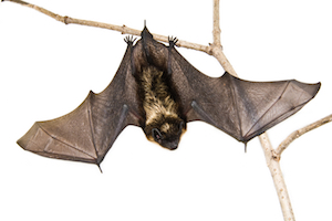 Bat.jpg