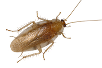 Top view of a cockroach
