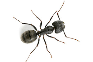 Ant.jpg