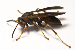 Wasp.jpg