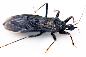 Kissing Bug.jpg