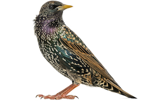 Bird.jpg
