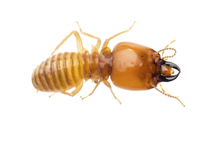 Termite.jpg