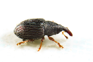 Weevil.jpg
