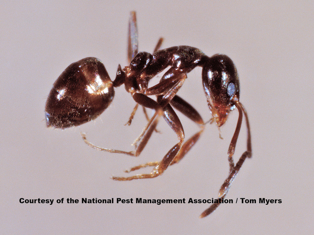 Argentine Ant_TM.jpg