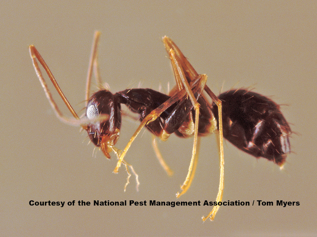 Crazy Ant.jpg