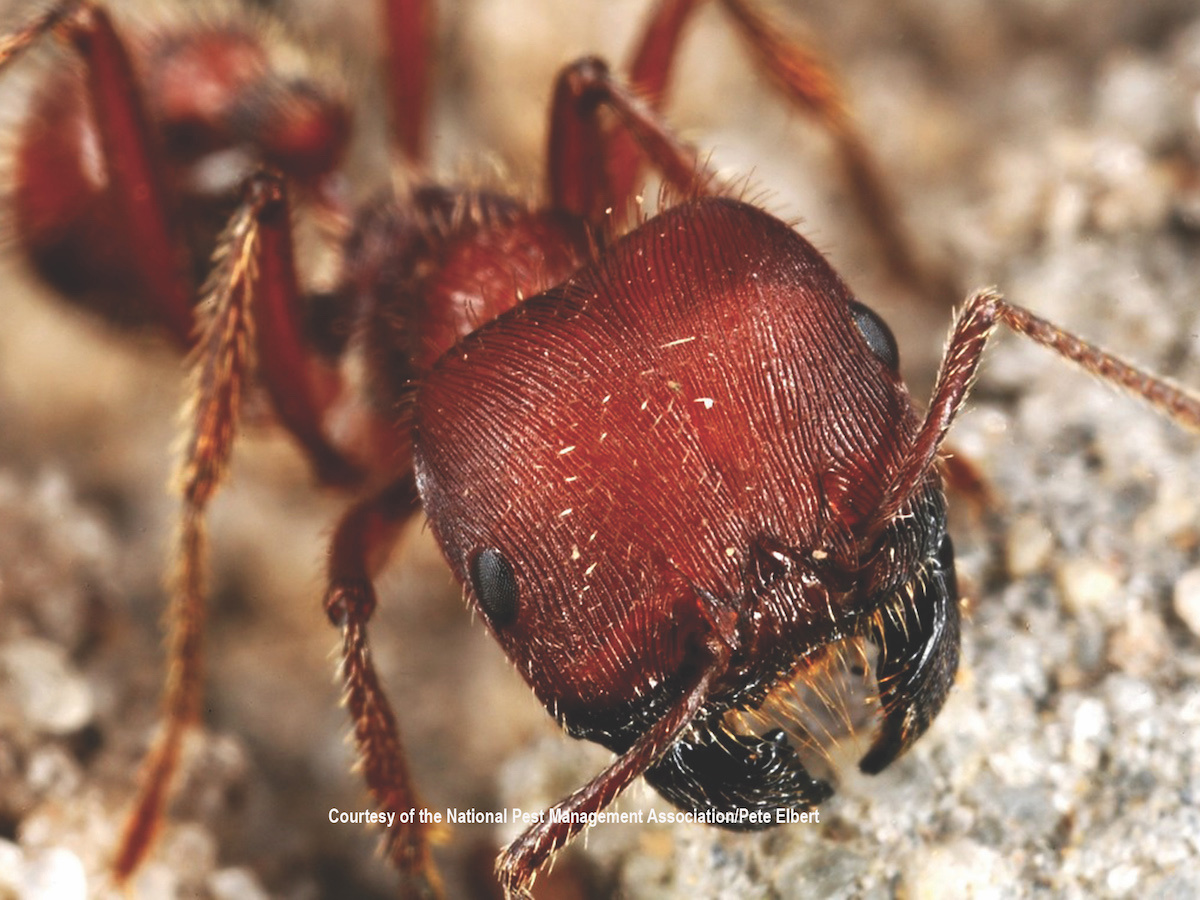 Harvester Ants Harvester Ant Stings & Ant Control Info